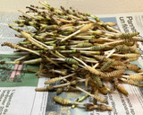 土筆と油揚げの煮物作り方1写真