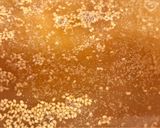 胡瓜の薬味たっぷり冷製スープ作り方3写真