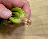 エビほうれん草トマトパスタ♪作り方14写真