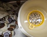 ホタテ稚貝の味噌汁作り方5写真