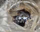 豚バラ丼作り方5写真