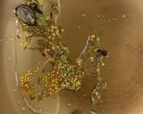 パクチー＆ミントのスパイシーチキン作り方4写真