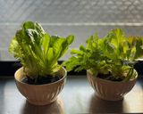 リボベジ 根付きレタスを育てて収穫しよう作り方5写真