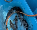 釣って来たイサキの卵で明太子に作り方1写真