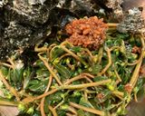 スベリヒユの磯部しょうゆ麹作り方3写真