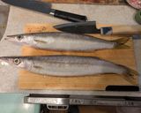カマスの棒寿司作り方4写真