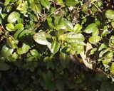 樵（きこり）流お茶の淹れ方作り方1写真