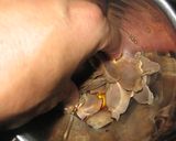 砂肝のピリ辛冷菜作り方5写真