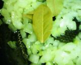 レンズ豆のカレースープ作り方4写真