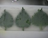 我が家流☆大葉の保存方法作り方3写真