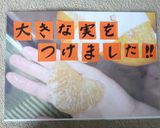 【期間限定】甘夏DEトロピカル❤ジュース作り方7写真