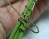 昔から伝わる＊ちまき作り方16写真