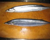 海鮮！秋刀魚の干物作り方1写真