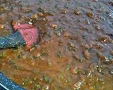 紫蘇の実たっぷり豚味噌作り方9写真