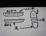 ウインナーでペンギン＆ライオン作り方3写真