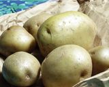新じゃが芋と豚肉のレモン風味炒め作り方2写真