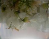 白い花酵母作り方4写真