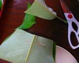 飛騨の朴葉寿司作り方4写真