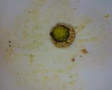 レンジでピリ辛うまうま☆丸ごとかぼちゃ♪作り方11写真