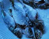サワー漬け液de基本の小あじ南蛮漬け作り方1写真