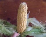 速攻　とうもろこしの皮むき！作り方5写真