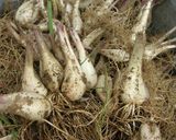 簡単!!らっきょう漬け作り方1写真