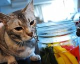 サワー漬け液de基本の小あじ南蛮漬け作り方7写真