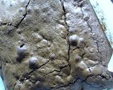 チョコたっぷり贅沢クラシックブラウニー作り方13写真