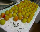 母と一緒に作った☆うちの梅干✿作り方6写真