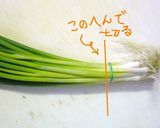 捨てちゃダメ！わけぎの根っこは生きている作り方2写真