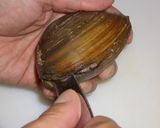 黄ニラとほっき貝の中華炒め作り方2写真