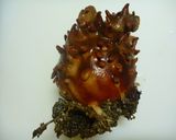 ほやの御造り作り方1写真