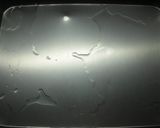 水羊羹（栗入り）作り方10写真
