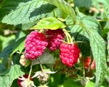 初夏のお楽しみ♬ラズベリージャム🍓覚書作り方1写真