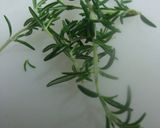 たたき鶏の香焼作り方1写真