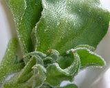 新野菜パラフの海藻サラダ作り方1写真