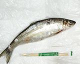春告魚♬ニシンの下処理♬尾頭付き➕️寄生虫作り方1写真