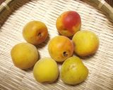 お弁当にも♪黄熟の梅ゼリー（寒天）♪作り方1写真