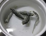 いりこだし作り方1写真
