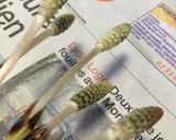 土筆と油揚げの煮物作り方1写真