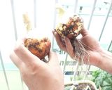 ❤新玉の カリカリじゃこ♡ 乗せただけ❤作り方5写真
