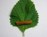 大葉のみそ包み焼き♪作り方3写真