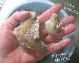 【牛すじのがっつり煮】大ぶりかぶりつきー作り方8写真