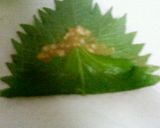 シソの味噌巻き作り方5写真