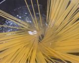 スパゲッティ　チョコを使ったラグーソース作り方4写真