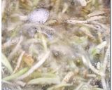 ♪ ぶっかけ ♪ 茄子素麺作り方4写真