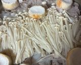 豚の長ネギ鍋作り方10写真