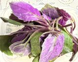 ハンダマ(水前寺菜)のしらす和え作り方1写真