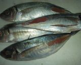 A圧力鍋で鯵の生姜煮作り方1写真