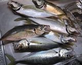 鯵の干物作り方1写真